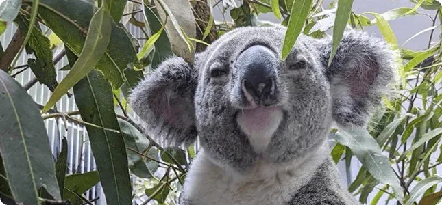 Caring for Koalas: Meet Ambo the Koala with Nine Lives