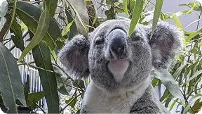 Caring for Koalas: Meet Ambo the Koala with Nine Lives